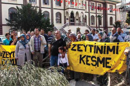Anavatanında Talanın, Yağmanın Kıskacında Bir Ağaç; Zeytin