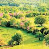 ALTIN MADENCİLİĞİ VE SAĞLIK