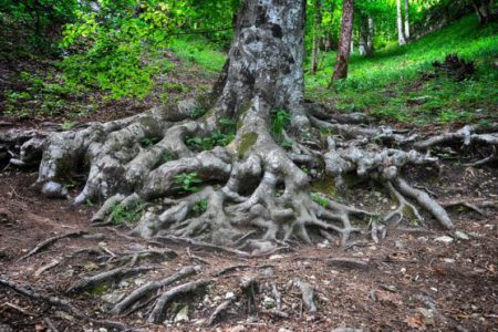 Ağaçların ‘sosyal ağlarının’ haritası çıkartıldı