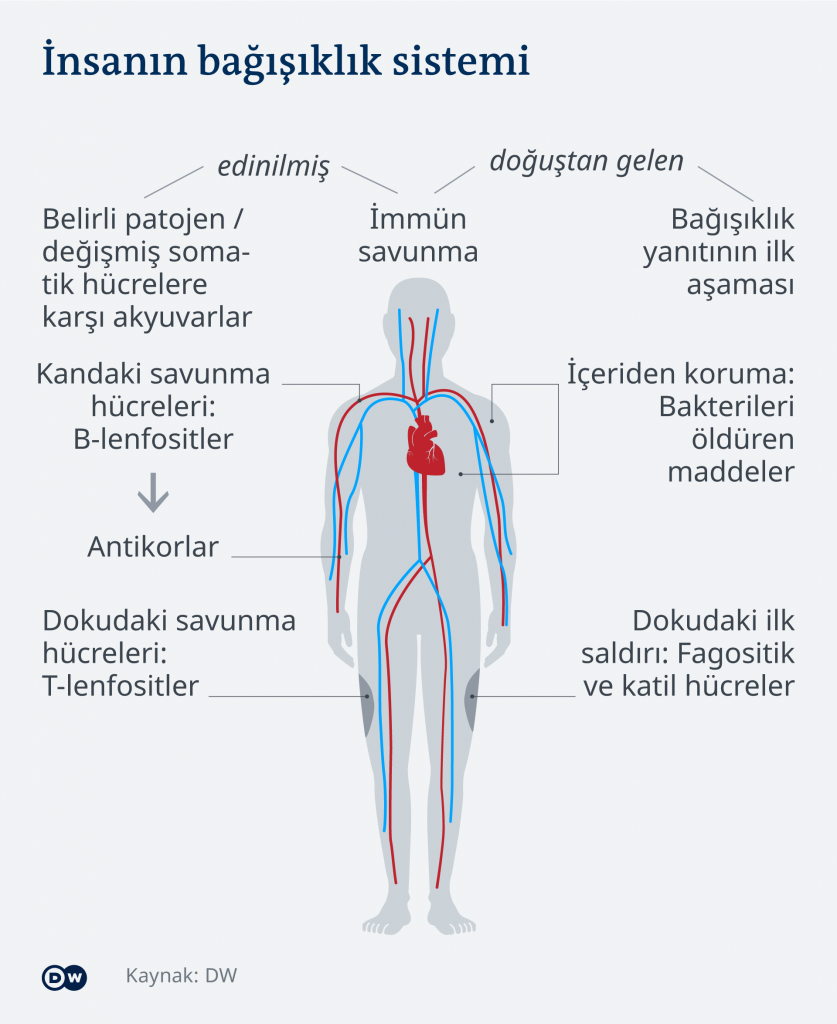 bagisiklik-sistem2