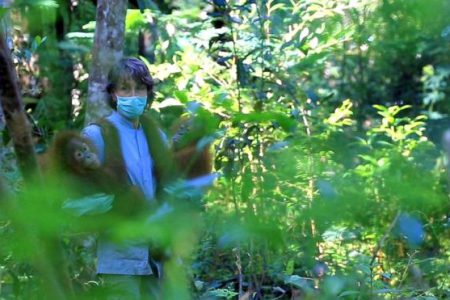 ‘Koronavirüs son salgın olmayacak’: Bilim insanları vahşi yaşamdaki hastalıklara daha yakından bakılmasını istiyor