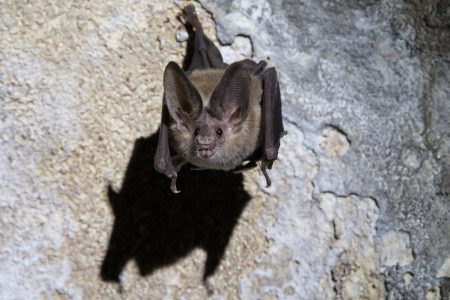 Vampir yarasalar hasta olduklarında ‘sosyal mesafeyi koruyor’
