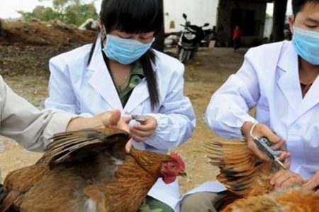 Kuş gribi salgını Japonya’da yayılıyor