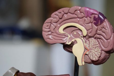 Bilim dünyasından beyin yaşlanmasına ilginç çözüm: Dışkı nakli