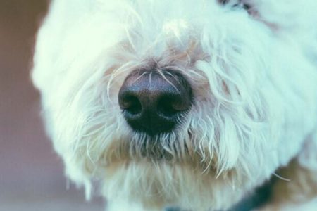 Köpek Burnuyla Yarışan Hastalık Koklama Cihazına Doğru