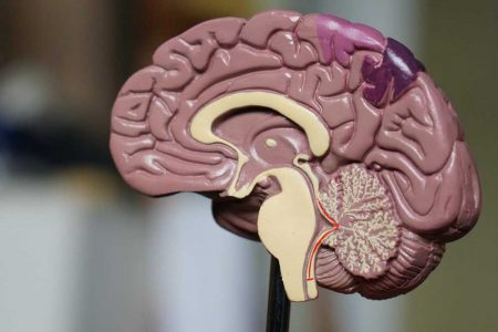 Sesler ve Kelimeler, Beyinde Ayrı ve Eş Zamanlı Şekilde İşleniyor