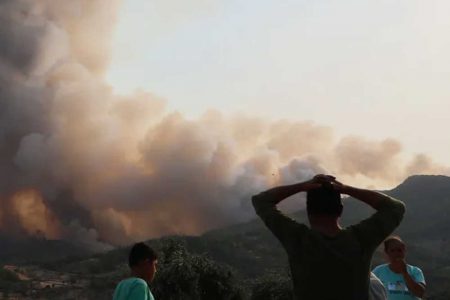 Yanlış bilgi yangını: Kızılçam Marshall Planı’yla gelmedi, ABD kurulmadan önce de vardı