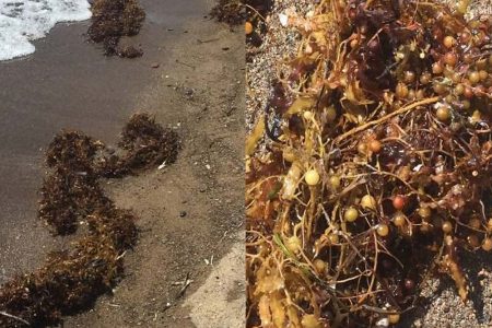 Müsilajdan sonra kıyılarda yeni tehdit: Sargassum