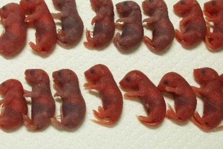 Ve uzay fareleri doğdu