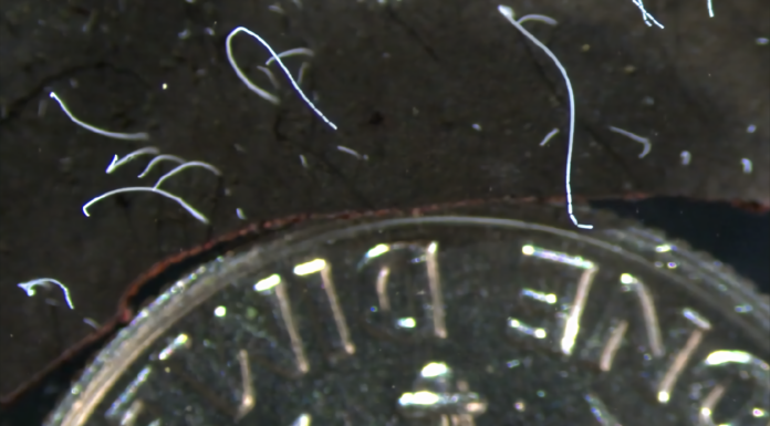 filament-bacteria1