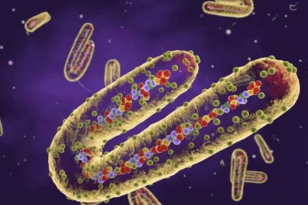 Marburg virüsü nedir, ne kadar tehlikeli?