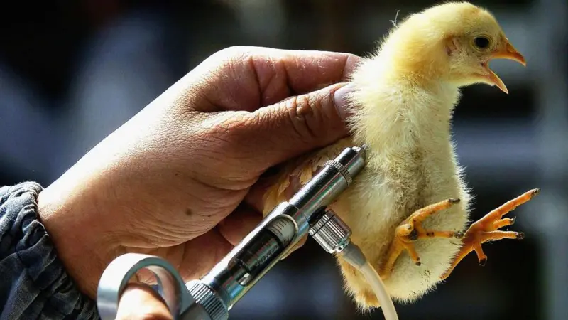 kus-gribi-asisi-varmi