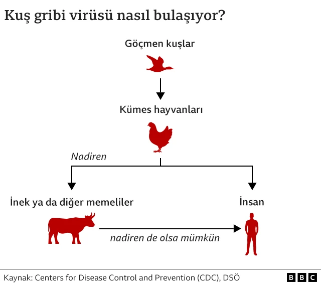 kus-gribi-nasil-bulasir